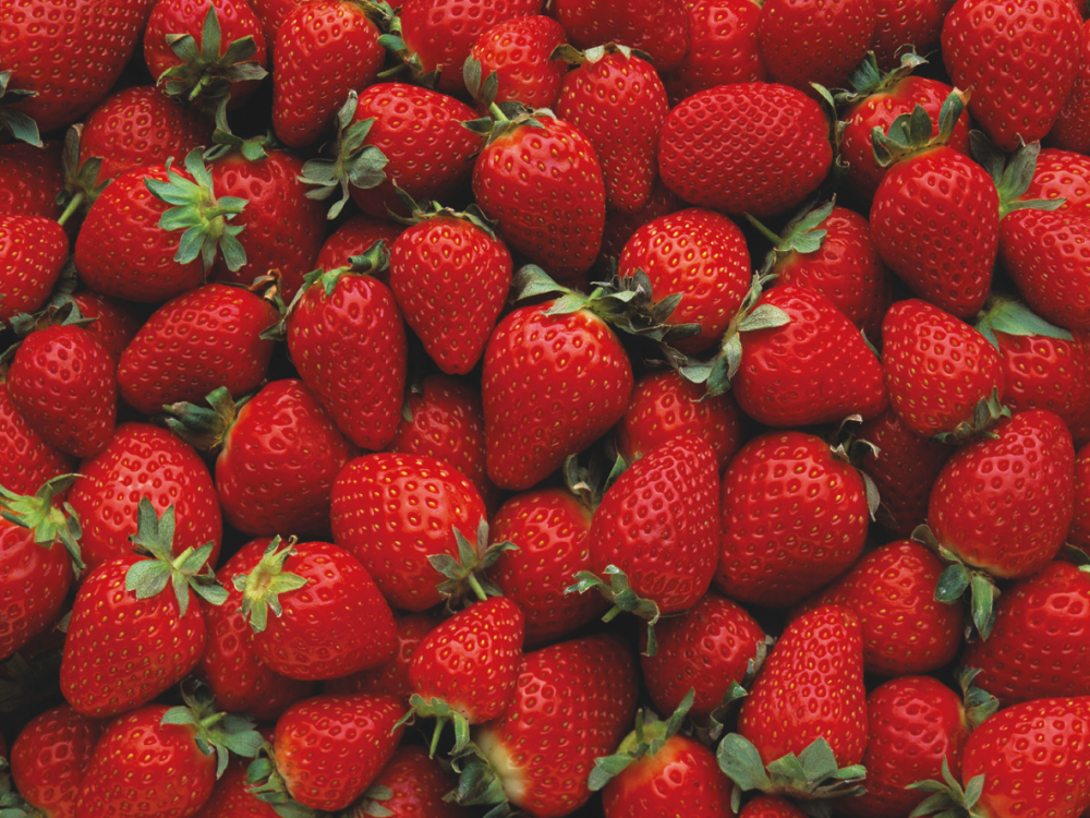 딸기 관련자료