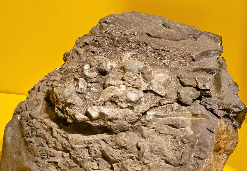 월평리 하천퇴적층 및 공룡알/거북알 화석산지 2