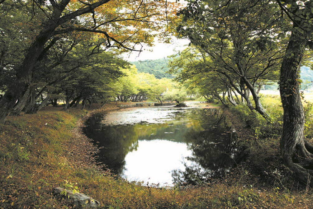 고성 장산 숲