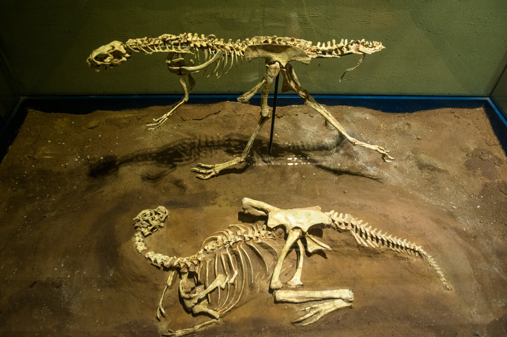 고성공룡박물관 1