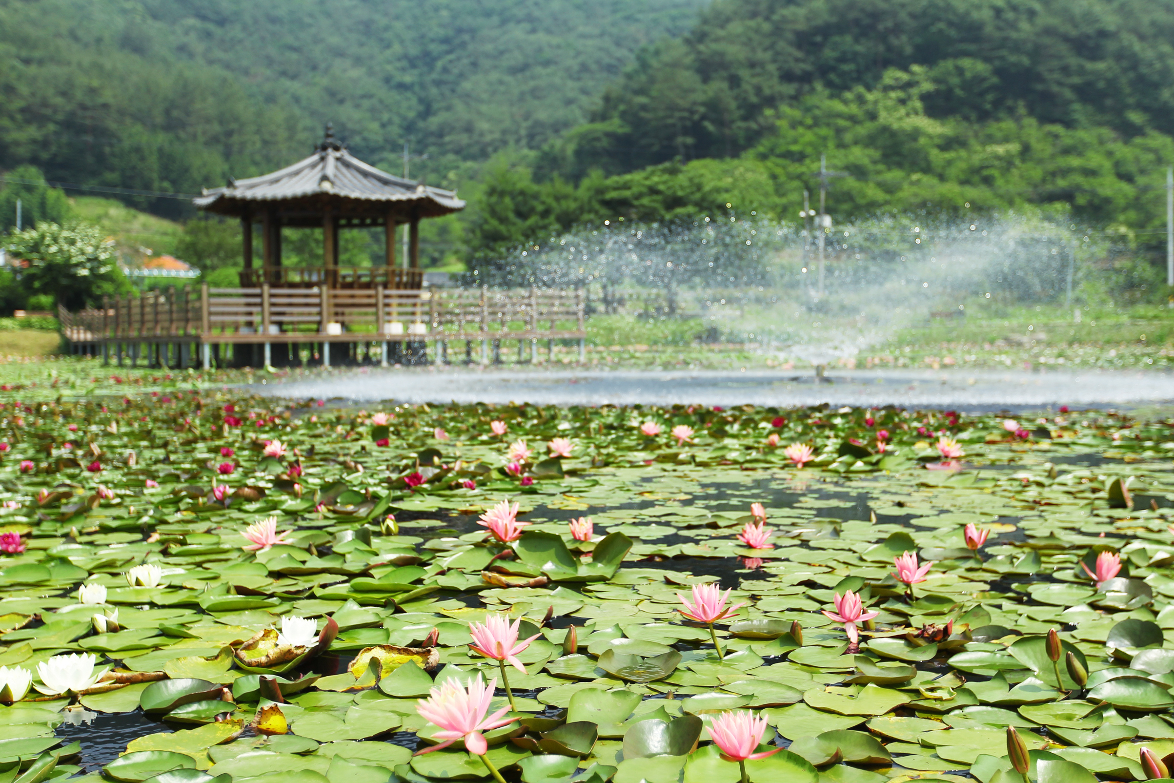 상리연꽃공원 2