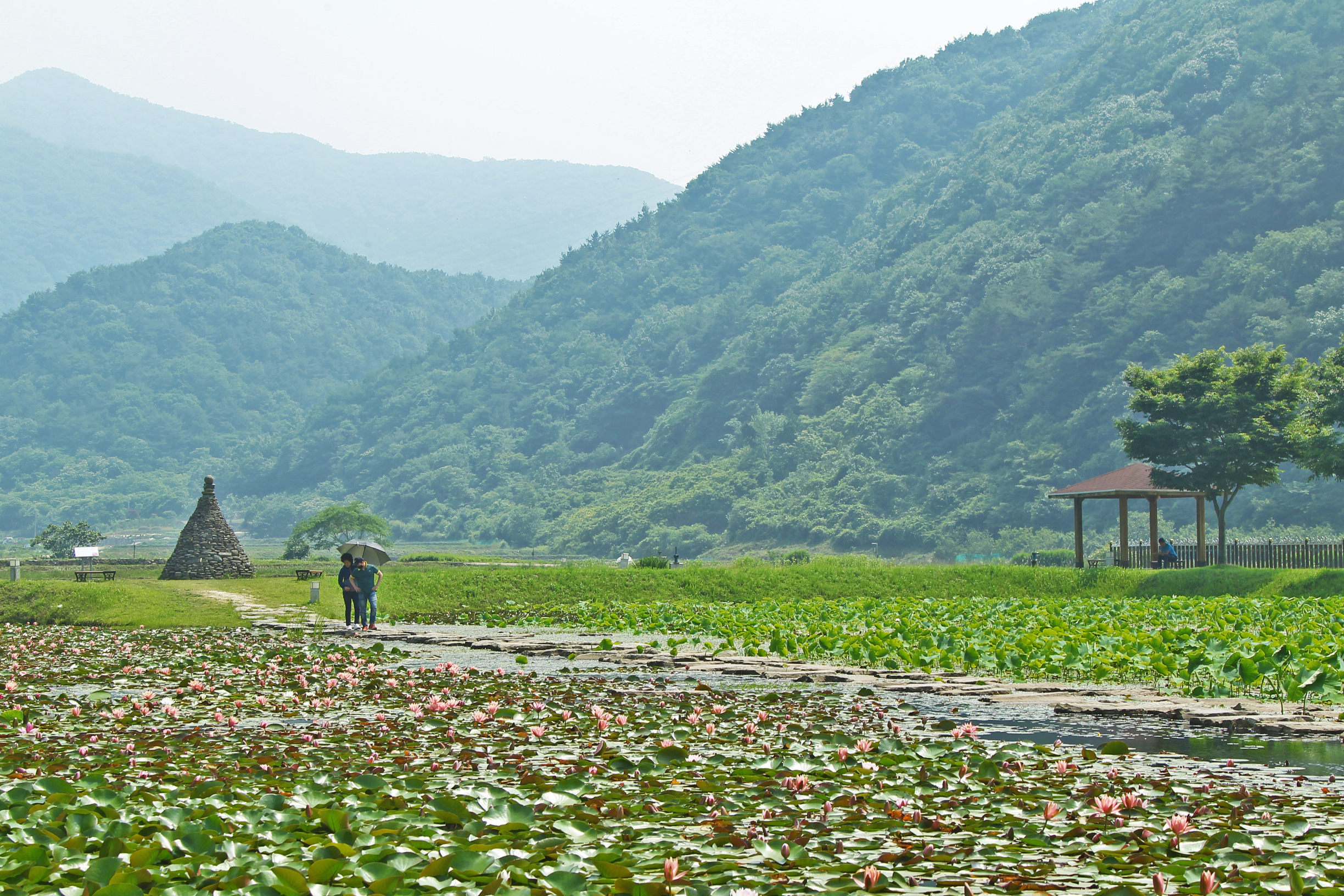 상리연꽃공원 1