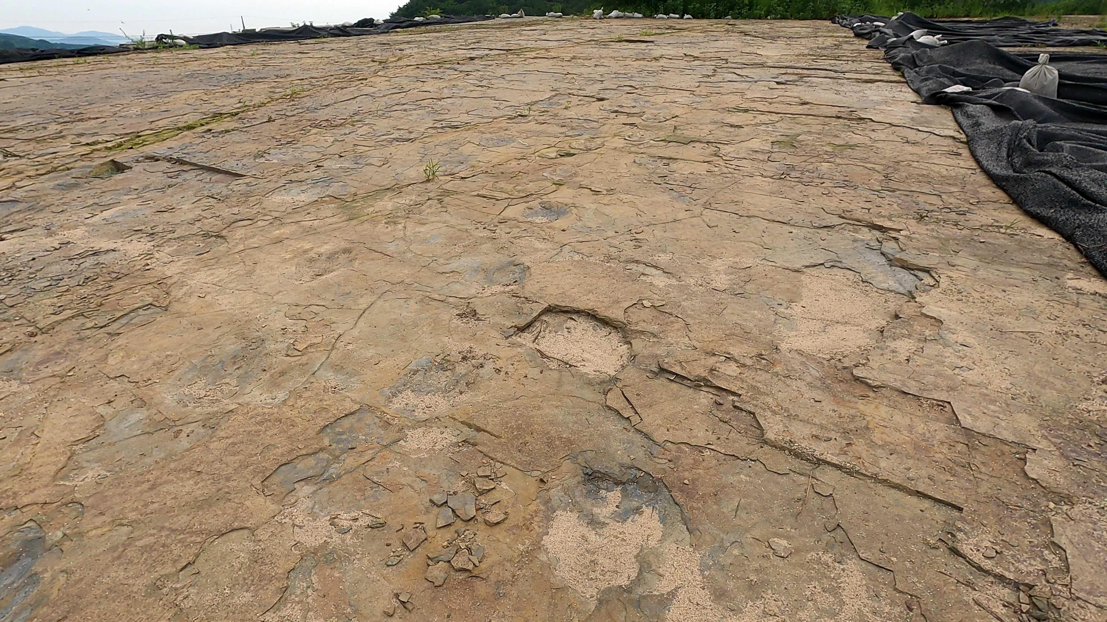 삼락리 공룡발자국 화석산지