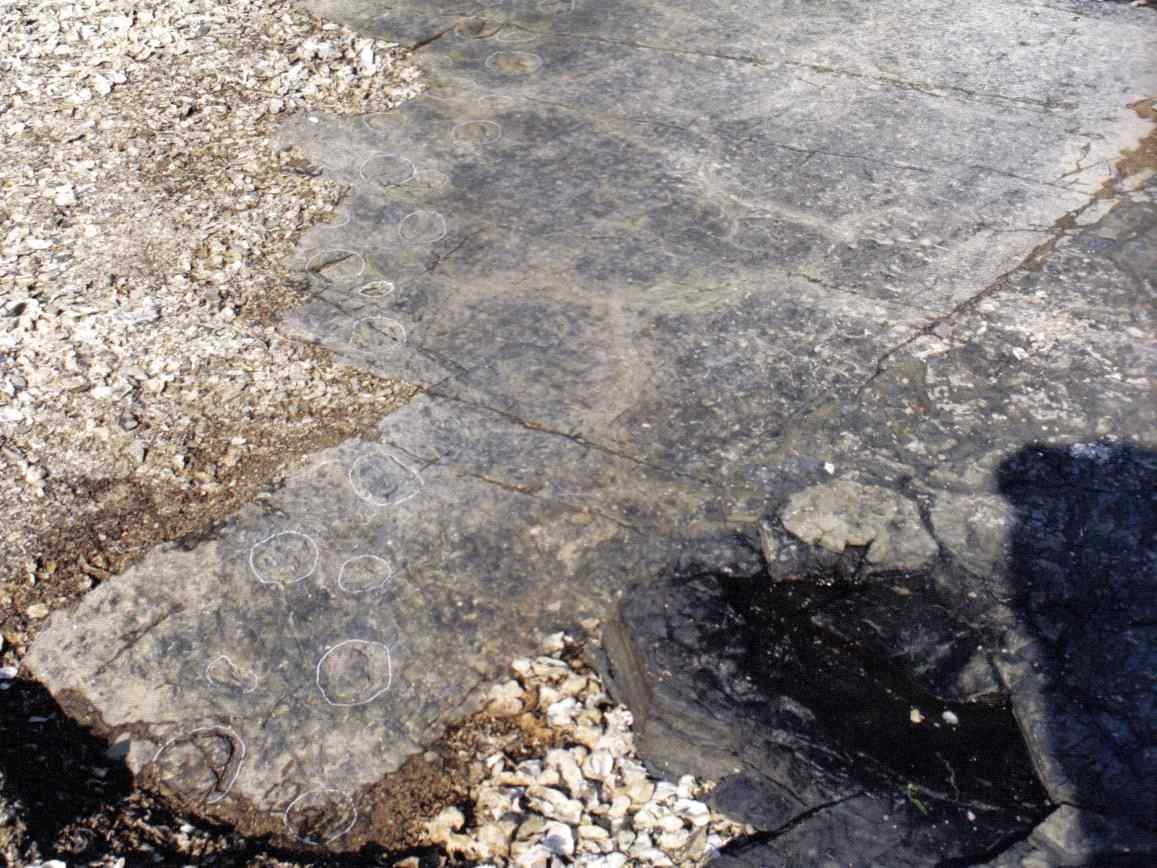 소형 용각류 발자국 보행렬