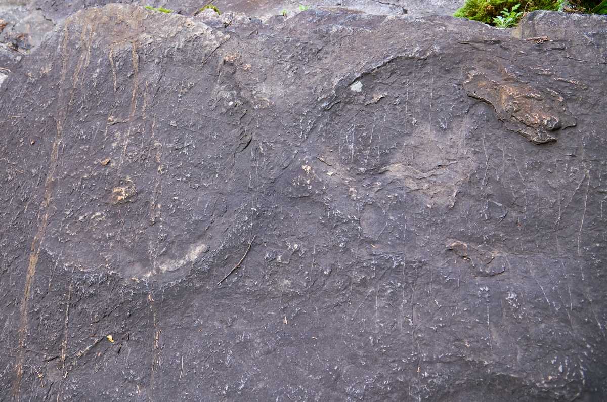 용각류공룡의 발자국 화석