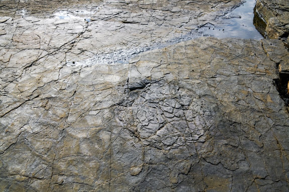 용각류 공룡 발자국