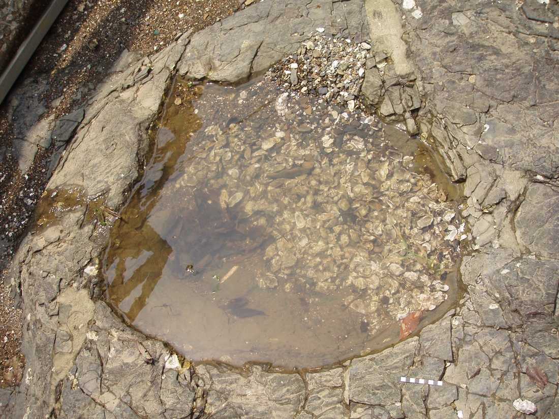 대형 용각류 공룡 발자국 화석