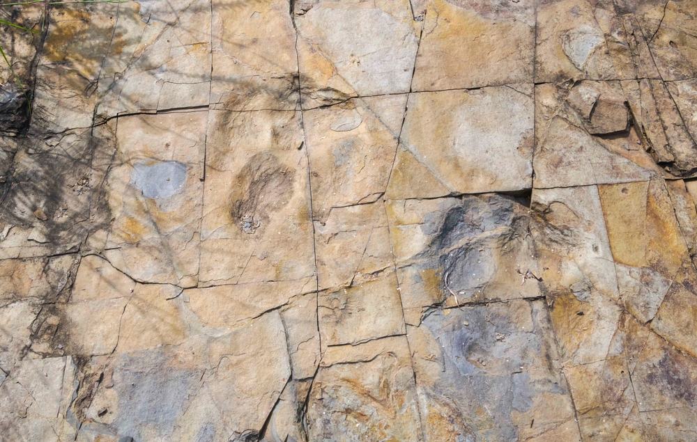 조각류 공룡 보행렬 화석