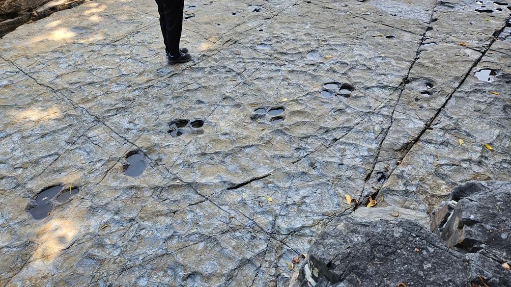 쇄설성 암맥 인근 조각류 발자국 화석