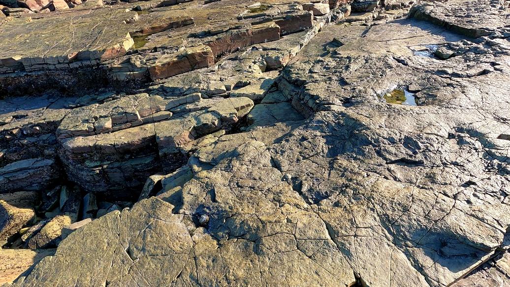 대형 용각류 공룡 발자국 화석