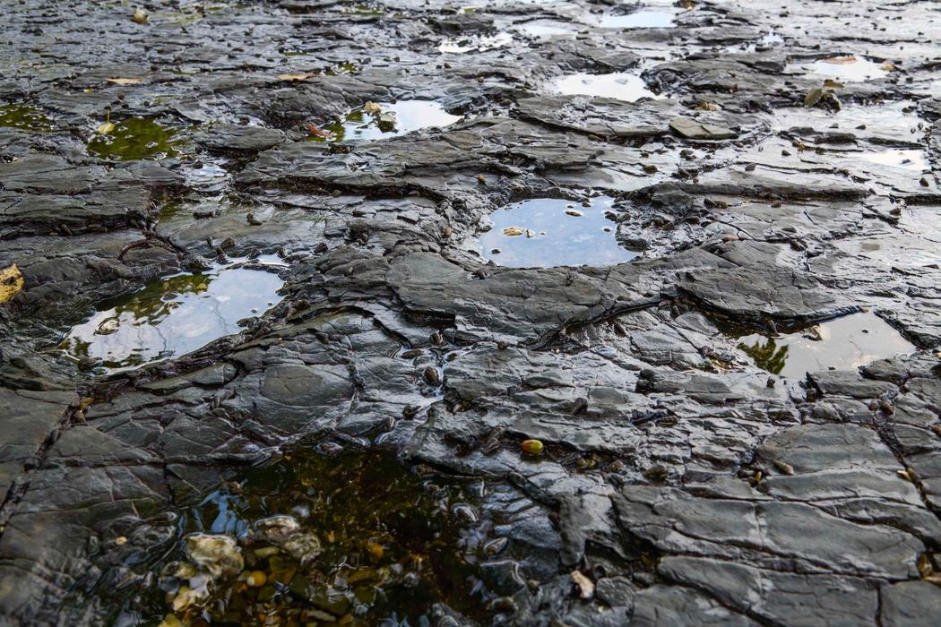 용각류 공룡 발자국의 보행렬