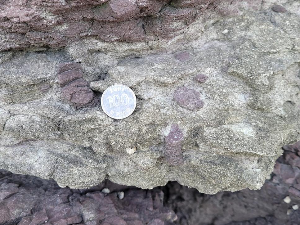 범람원 퇴적층의 식물뿌리 흔적화석