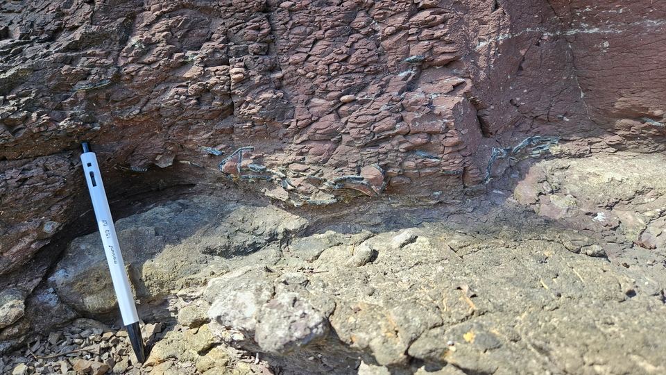 층리면에 보존된 공룡알 화석