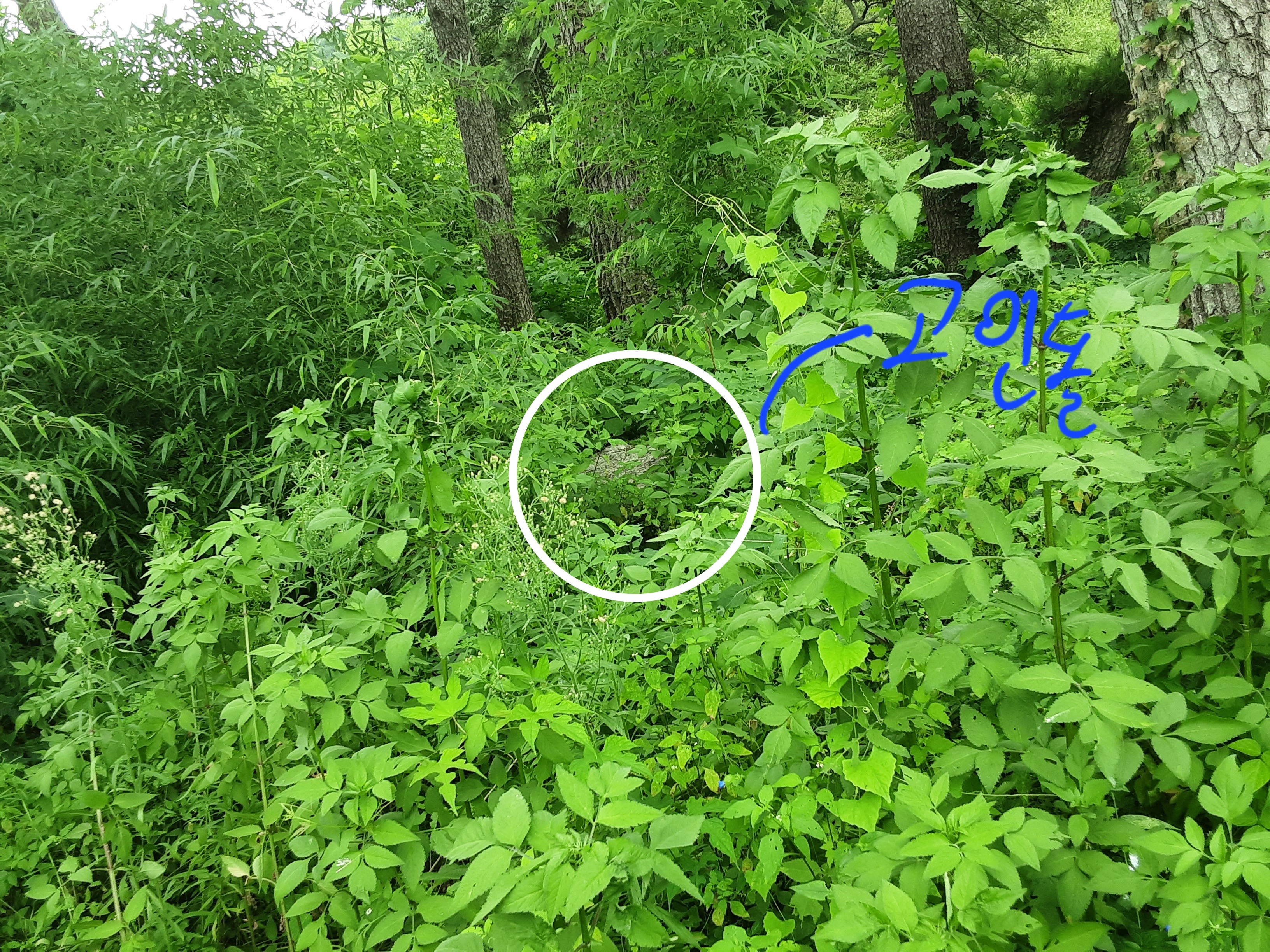 대흥초등학교뒤고인돌